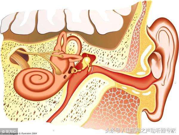 成都治鼓膜穿孔的專業(yè)醫(yī)院哪家好